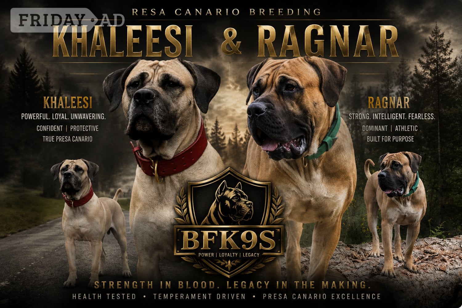Presa Canario Puppies