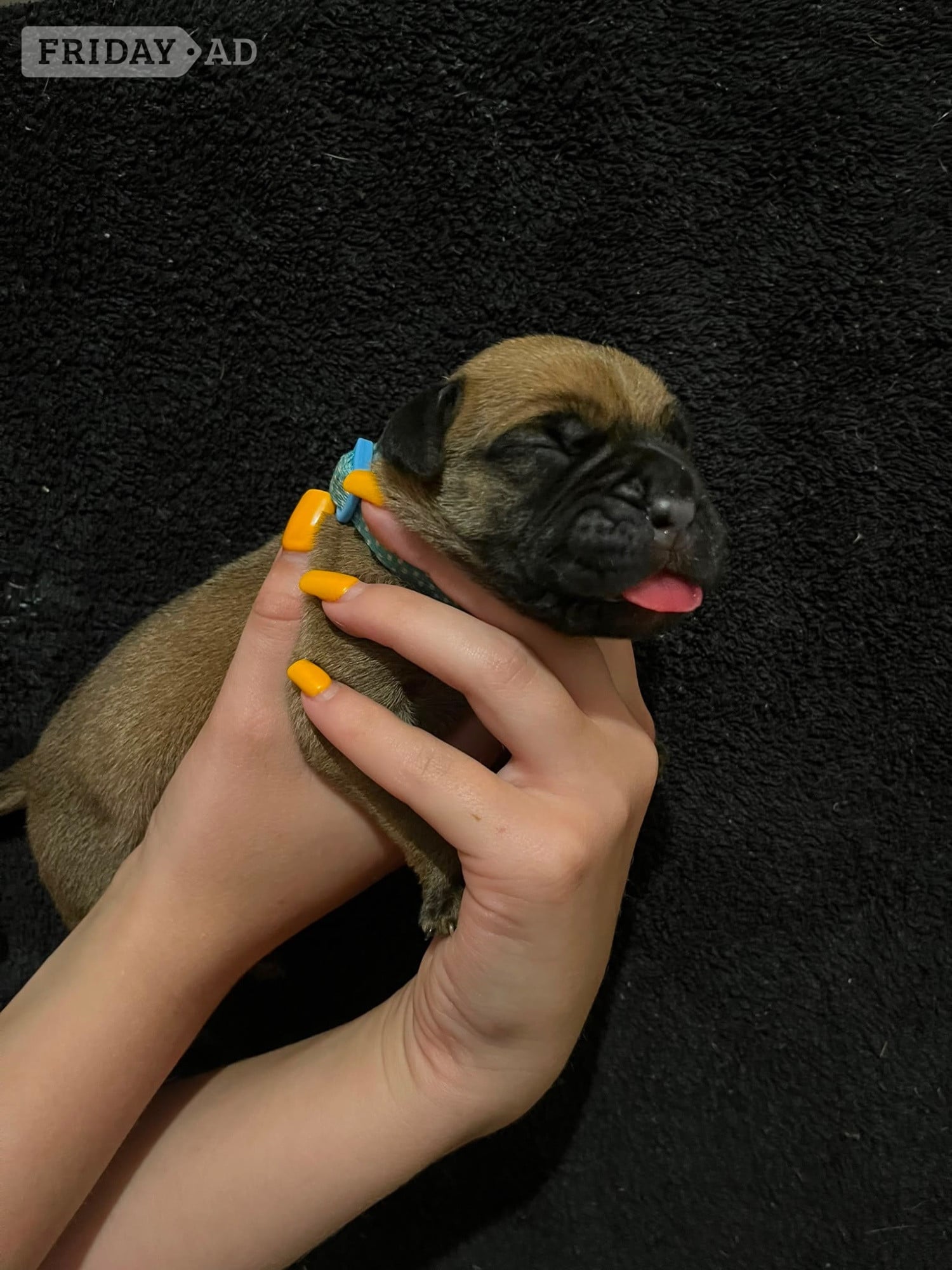 Ashford Presa Canario Puppies