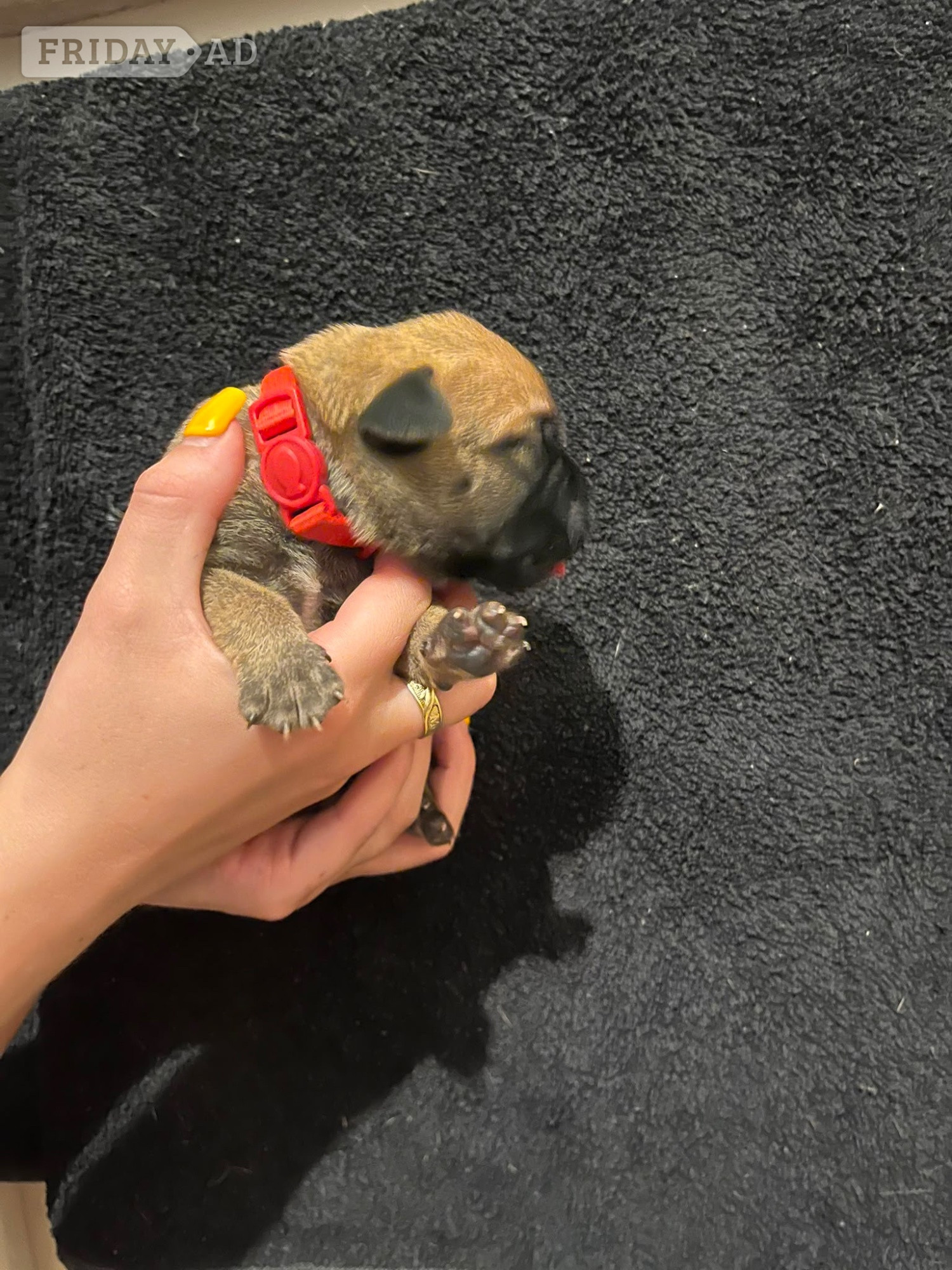 Presa Canario Puppies - Dogs & Puppies in Ashford