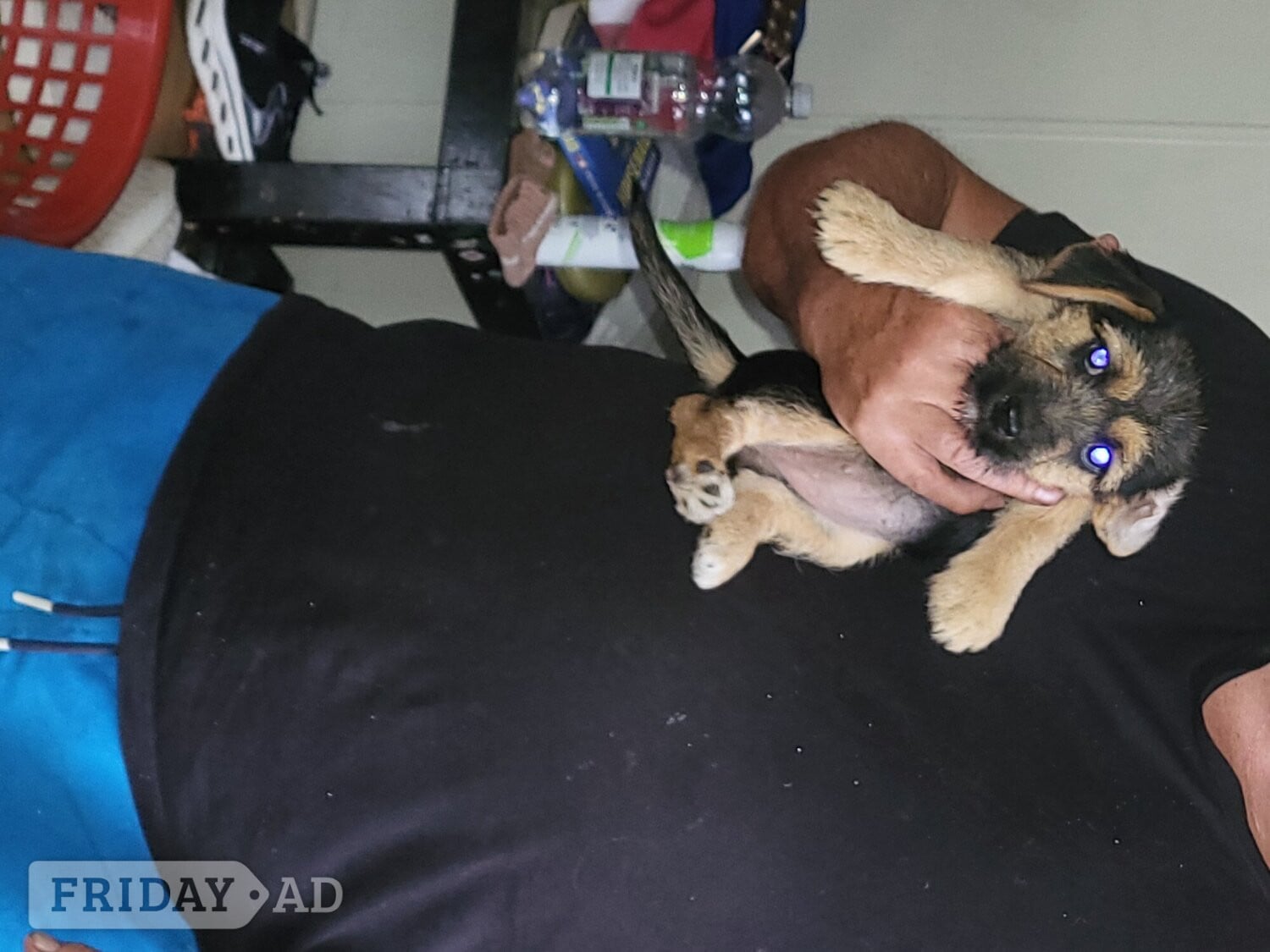 Terrier puppies for sale in Wisbech