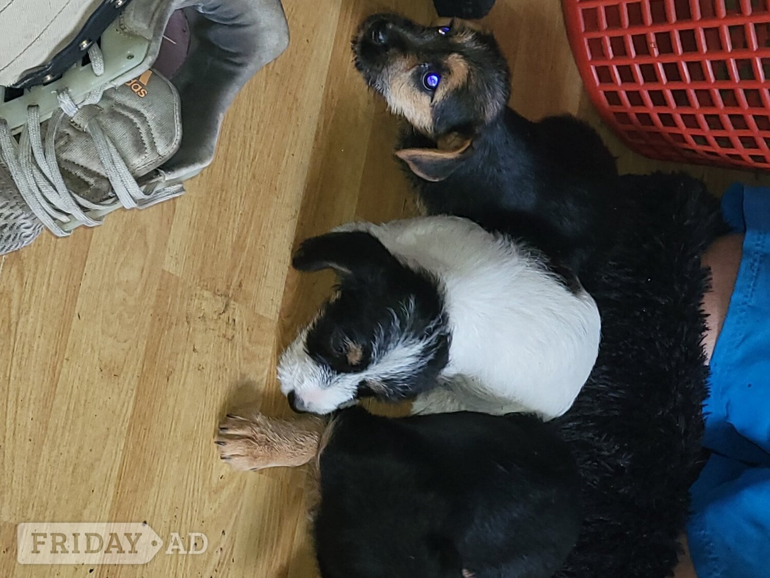 Terrier puppies for sale