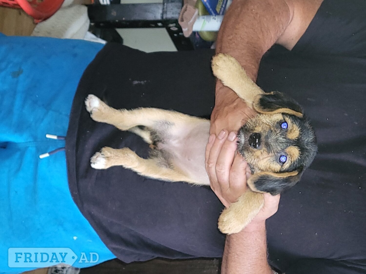 Wisbech Terrier puppies for sale