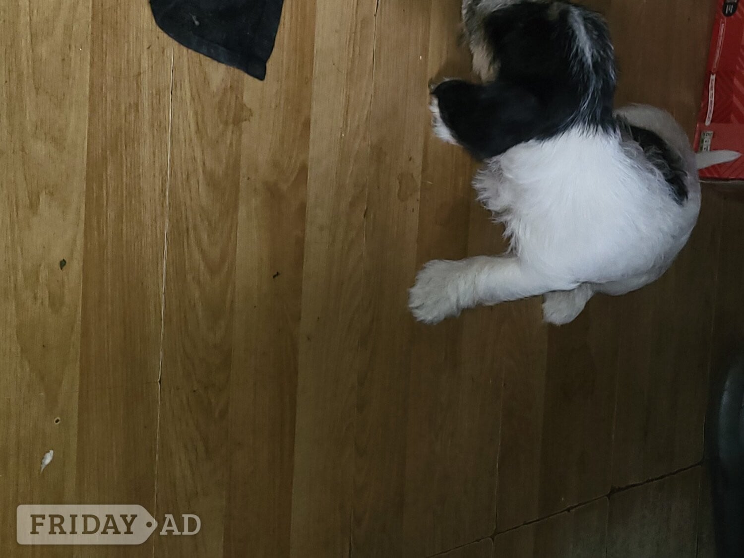 Terrier puppies for sale - Dogs & Puppies in Wisbech