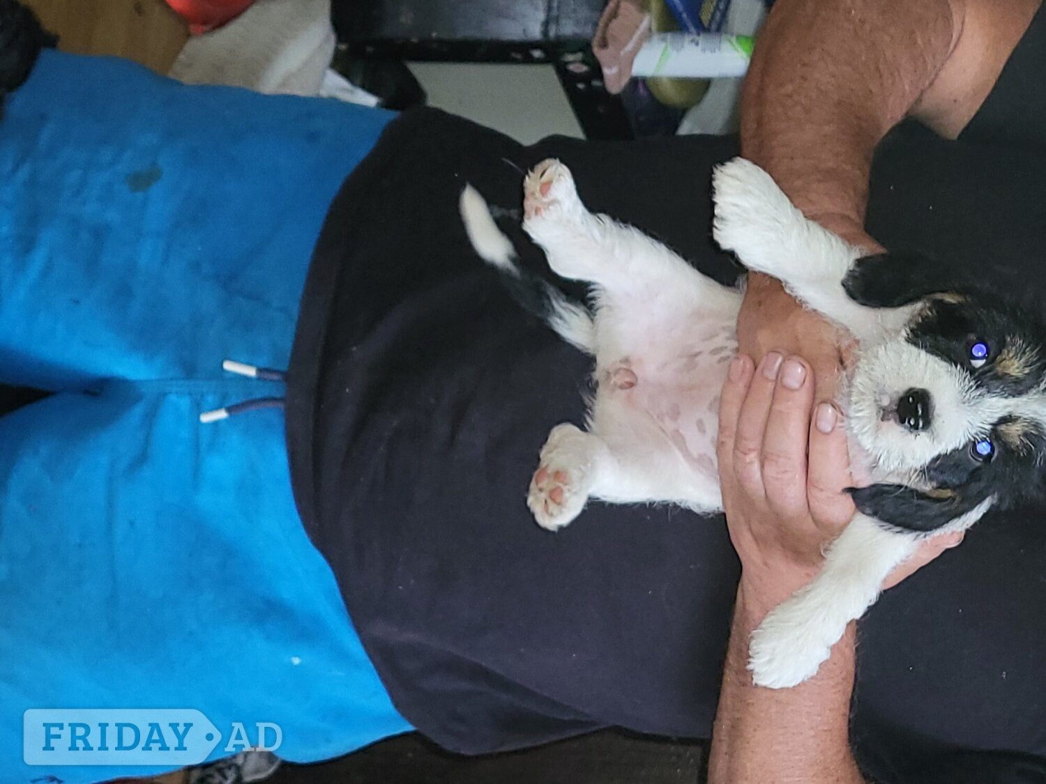 Terrier puppies for sale - Dogs & Puppies