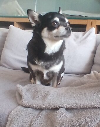 Pedigree Male chihuahua and his daughter