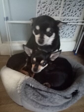 Pedigree Male chihuahua and his daughter