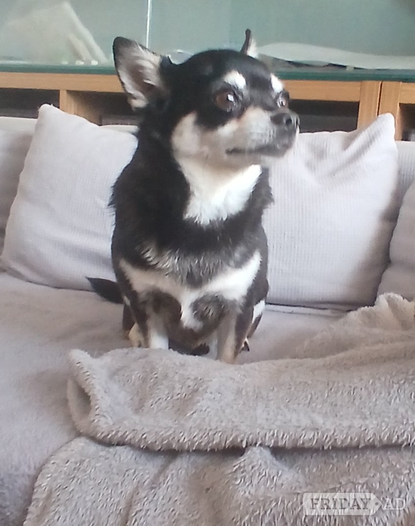 Pedigree Male chihuahua and his daughter in Lewes