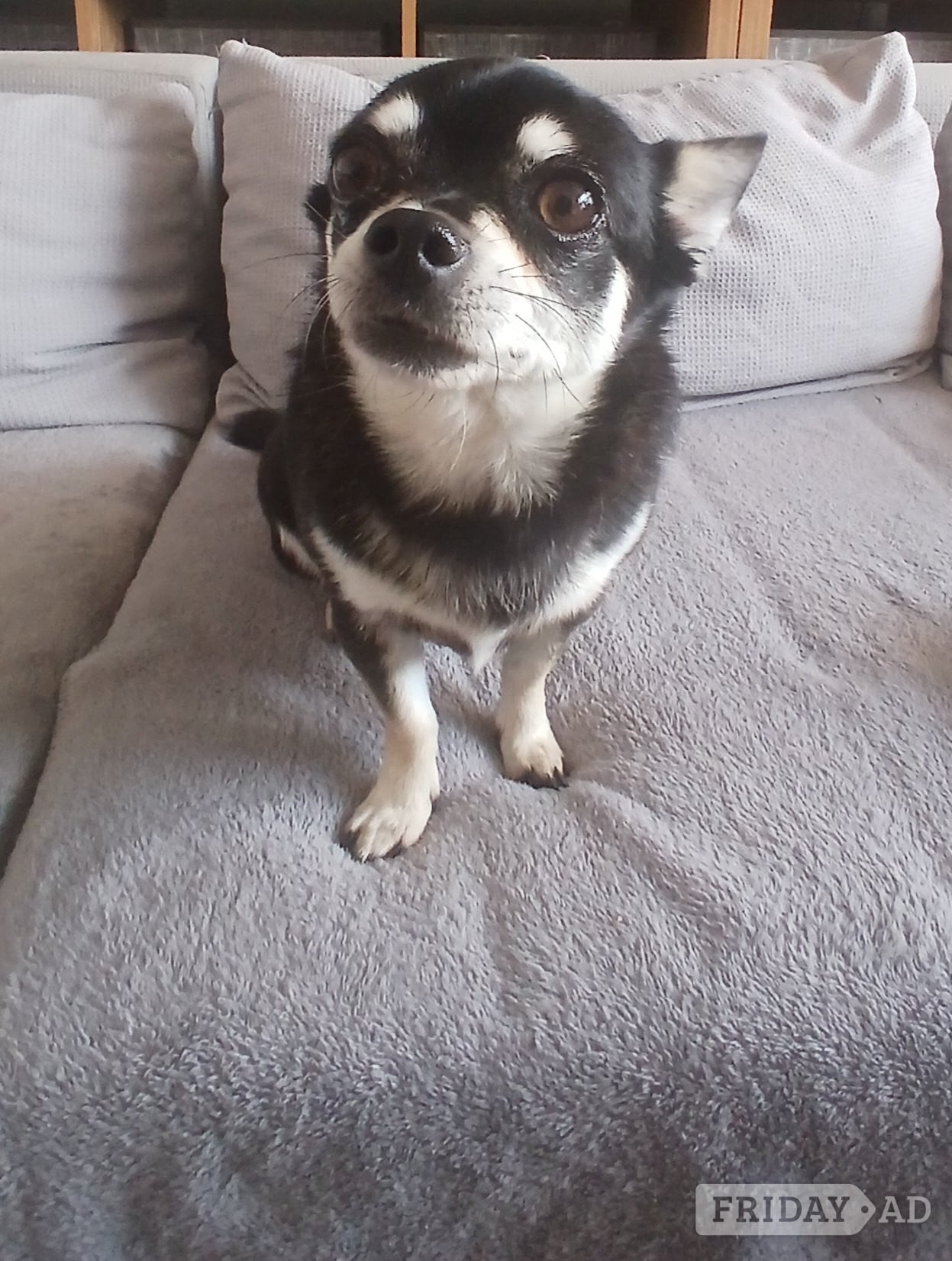 Pedigree Male chihuahua and his daughter