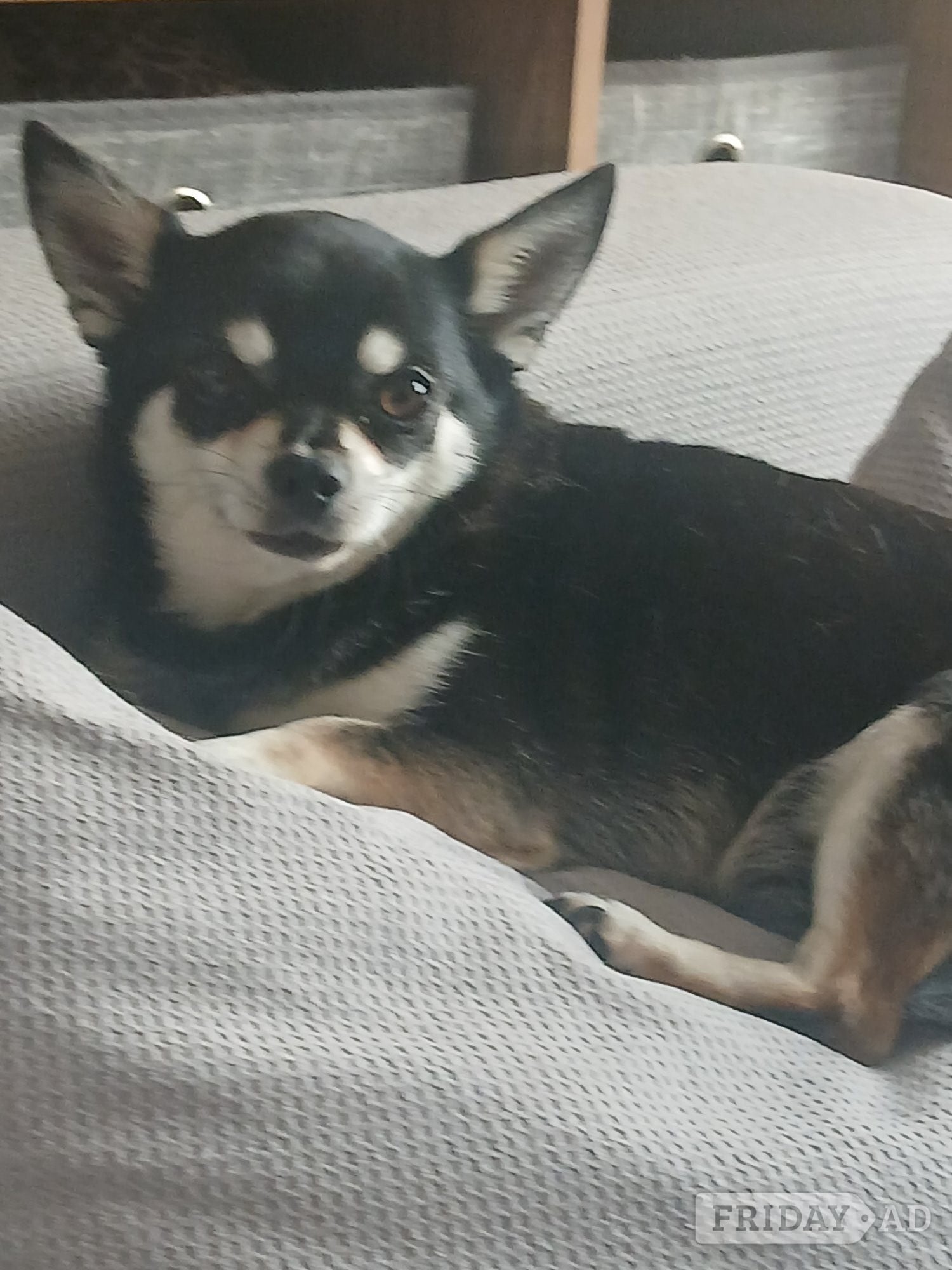 Lewes Pedigree Male chihuahua and his daughter