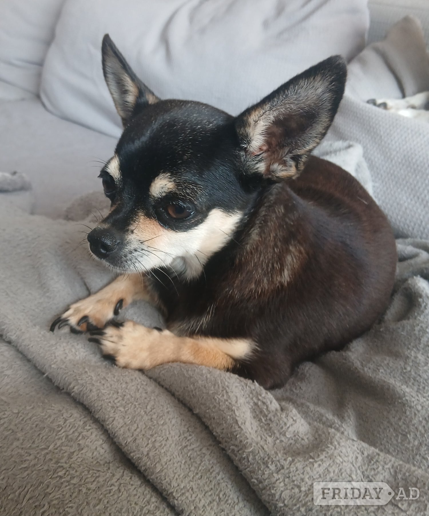 Pedigree Male chihuahua and his daughter - Dogs & Puppies in Lewes