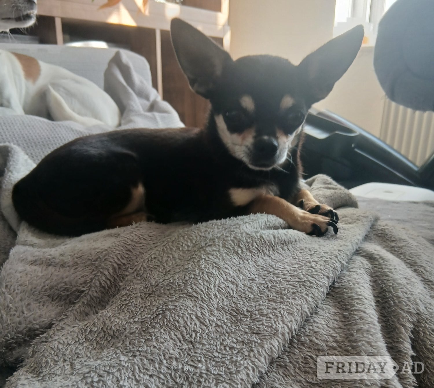 Pedigree Male chihuahua and his daughter - Dogs & Puppies