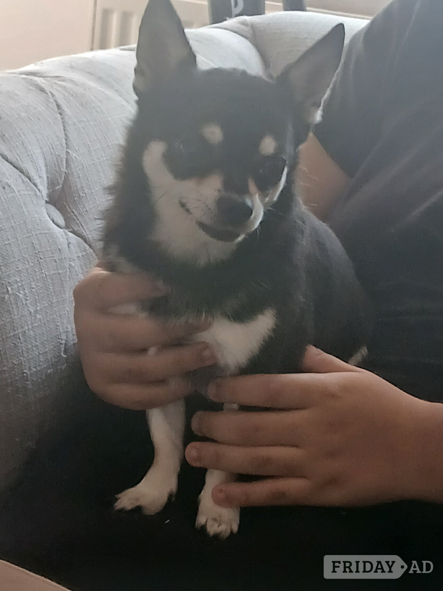 Pedigree Male chihuahua 3 years old - Dogs & Puppies in Lewes