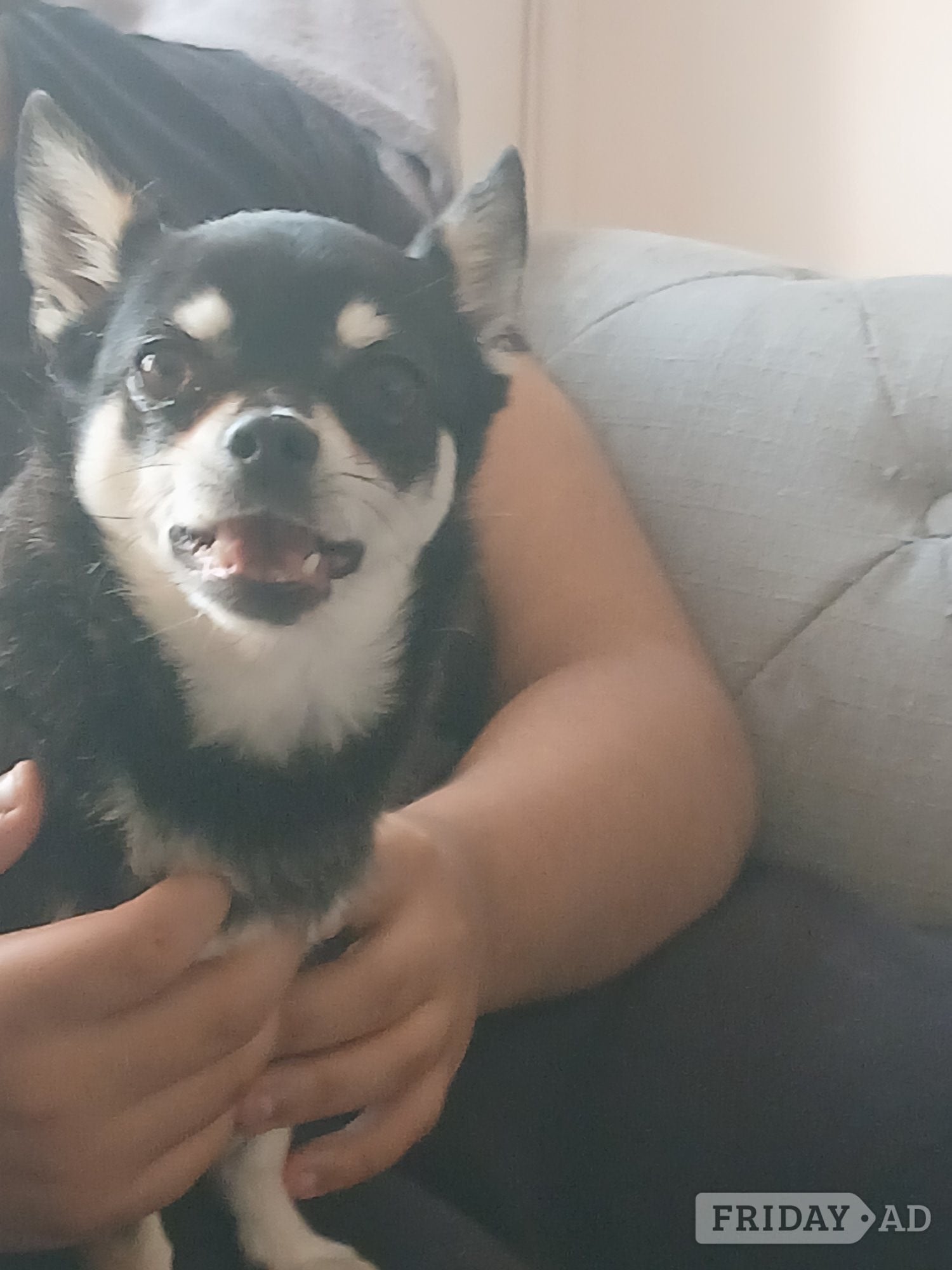 Pedigree Male chihuahua 3 years old - Dogs & Puppies