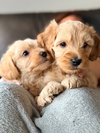 Cavapoochon x puppies 