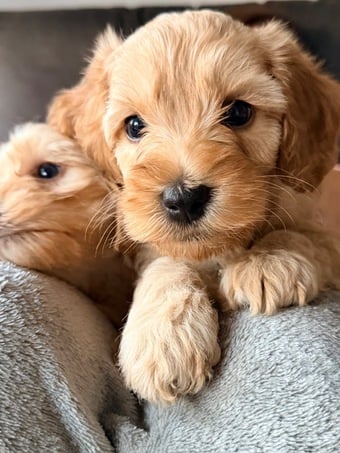 Cavapoochon x puppies 
