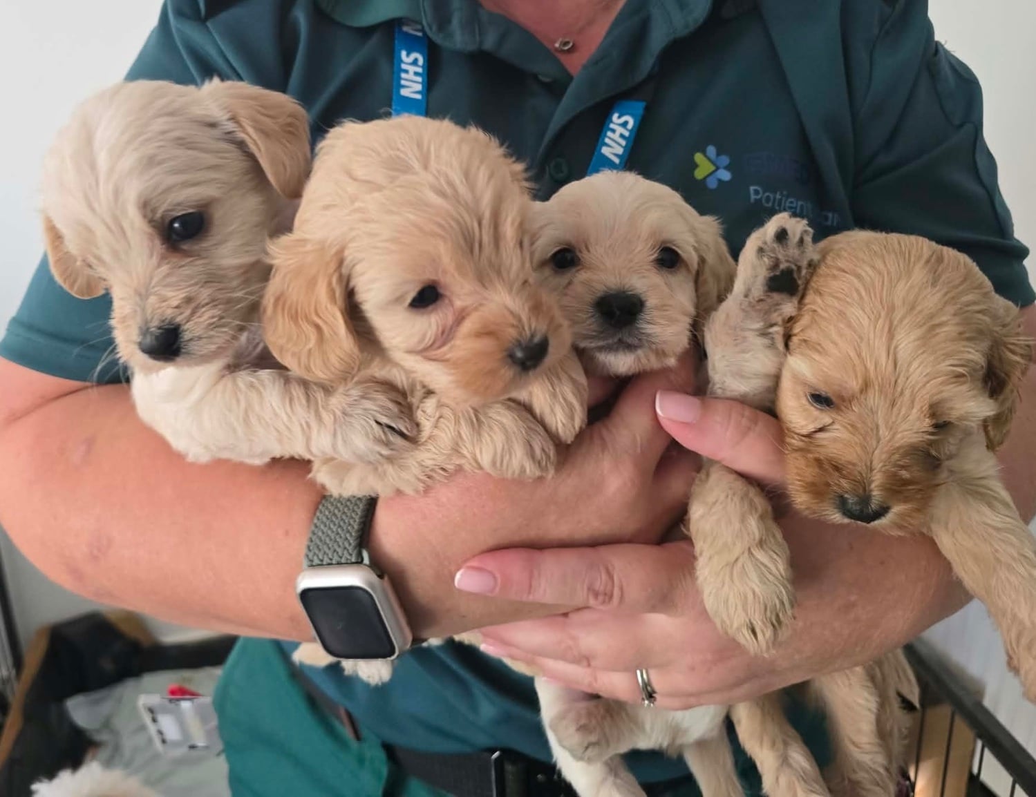 Cavapoochon x puppies 