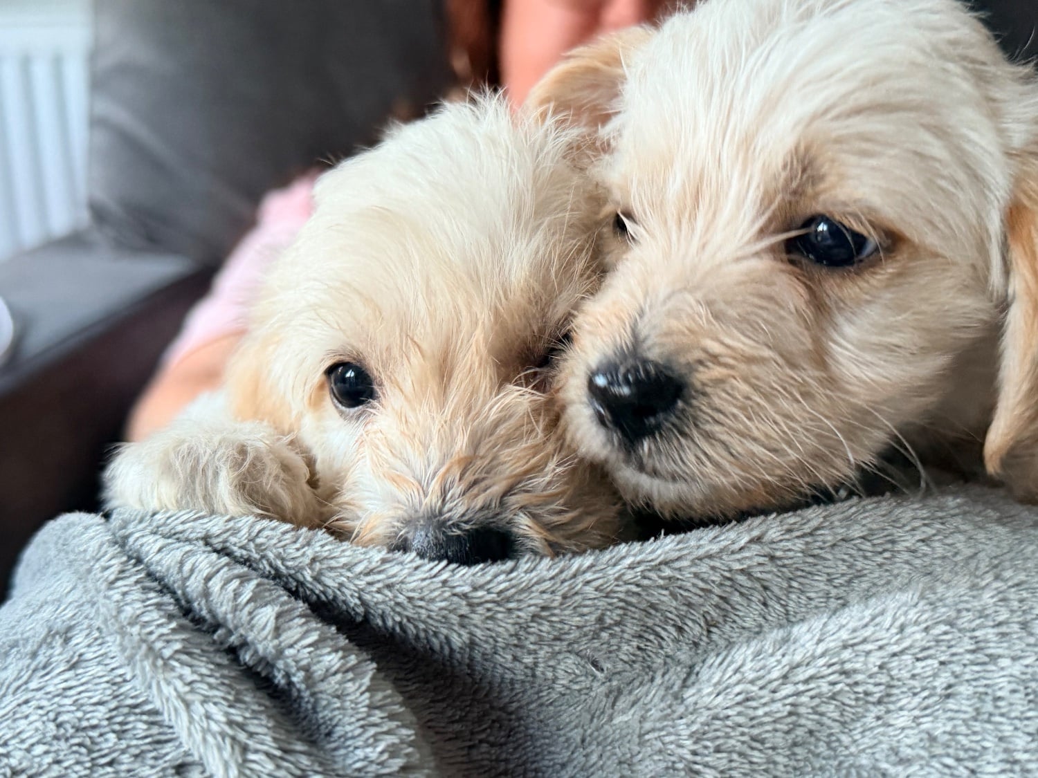 Battle Cavapoochon x puppies 