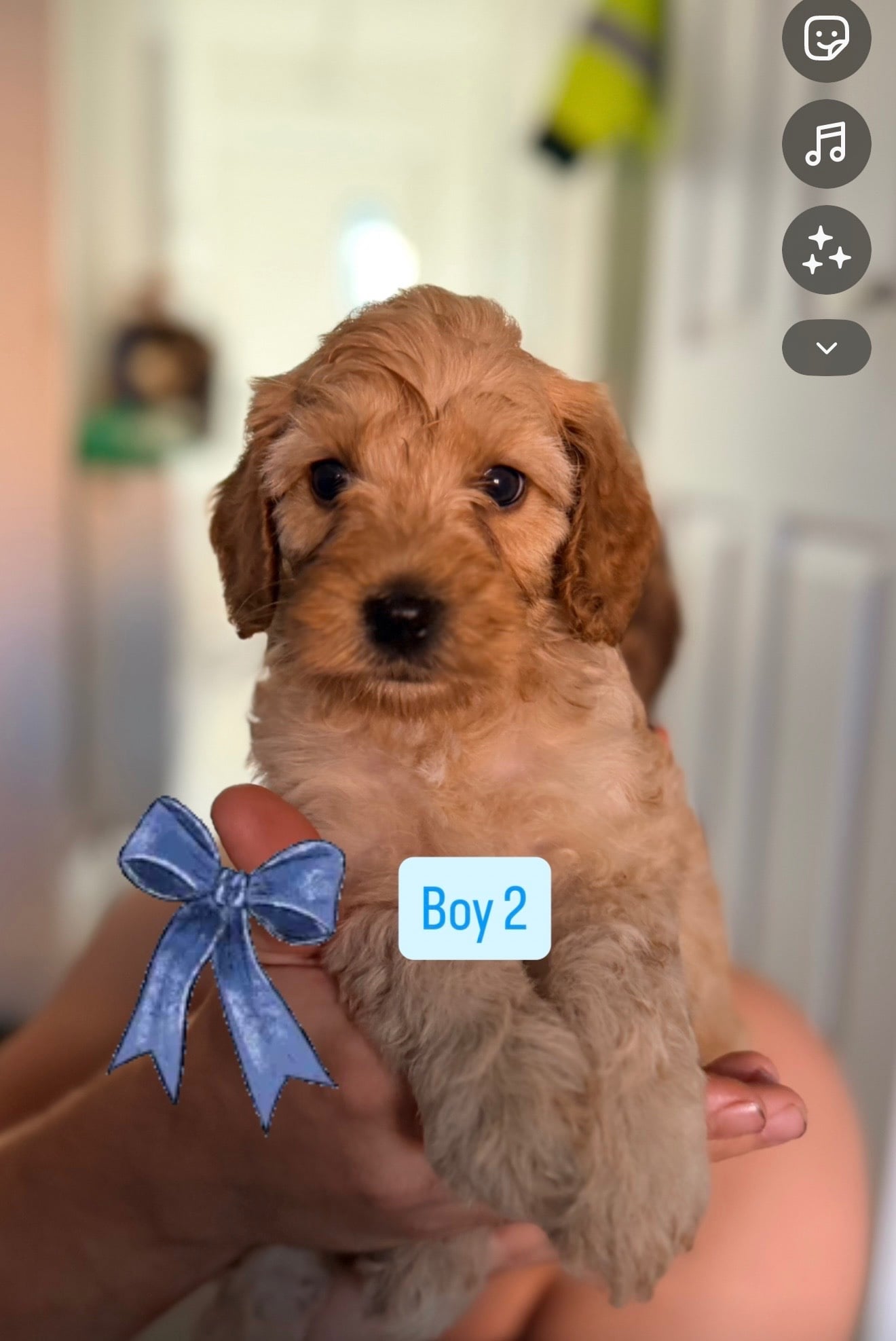 Cavapoochon x puppies  - Dogs & Puppies in Battle