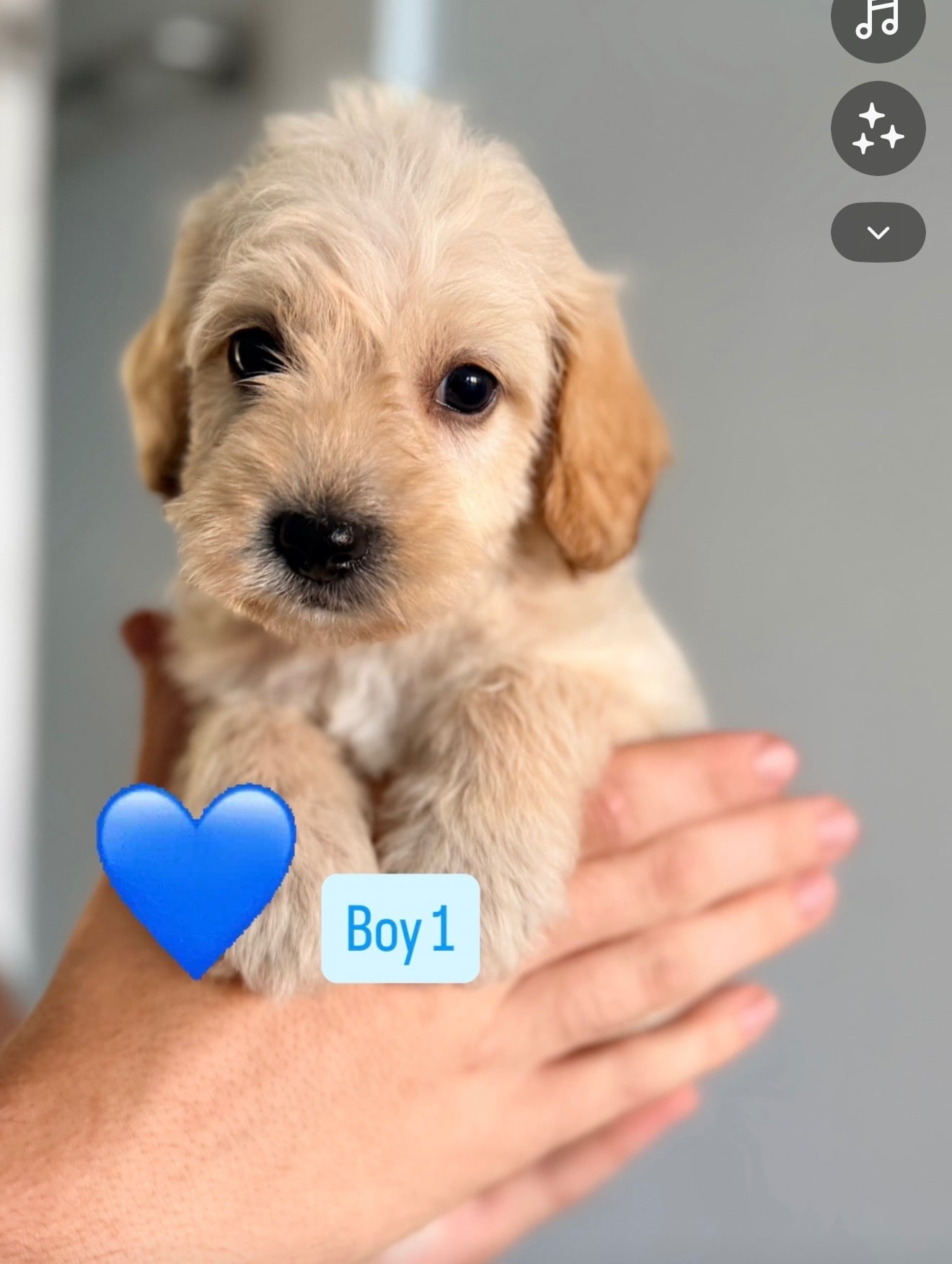Cavapoochon x puppies  - Dogs & Puppies