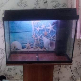 Free fish tank