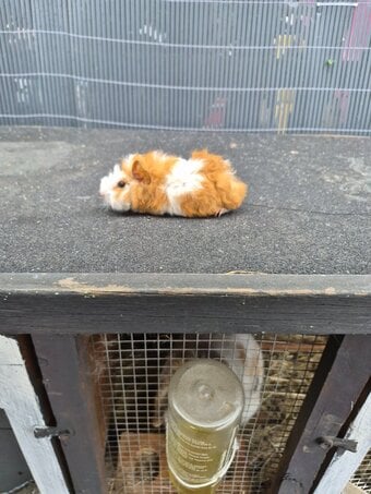 Baby guinea pigs 