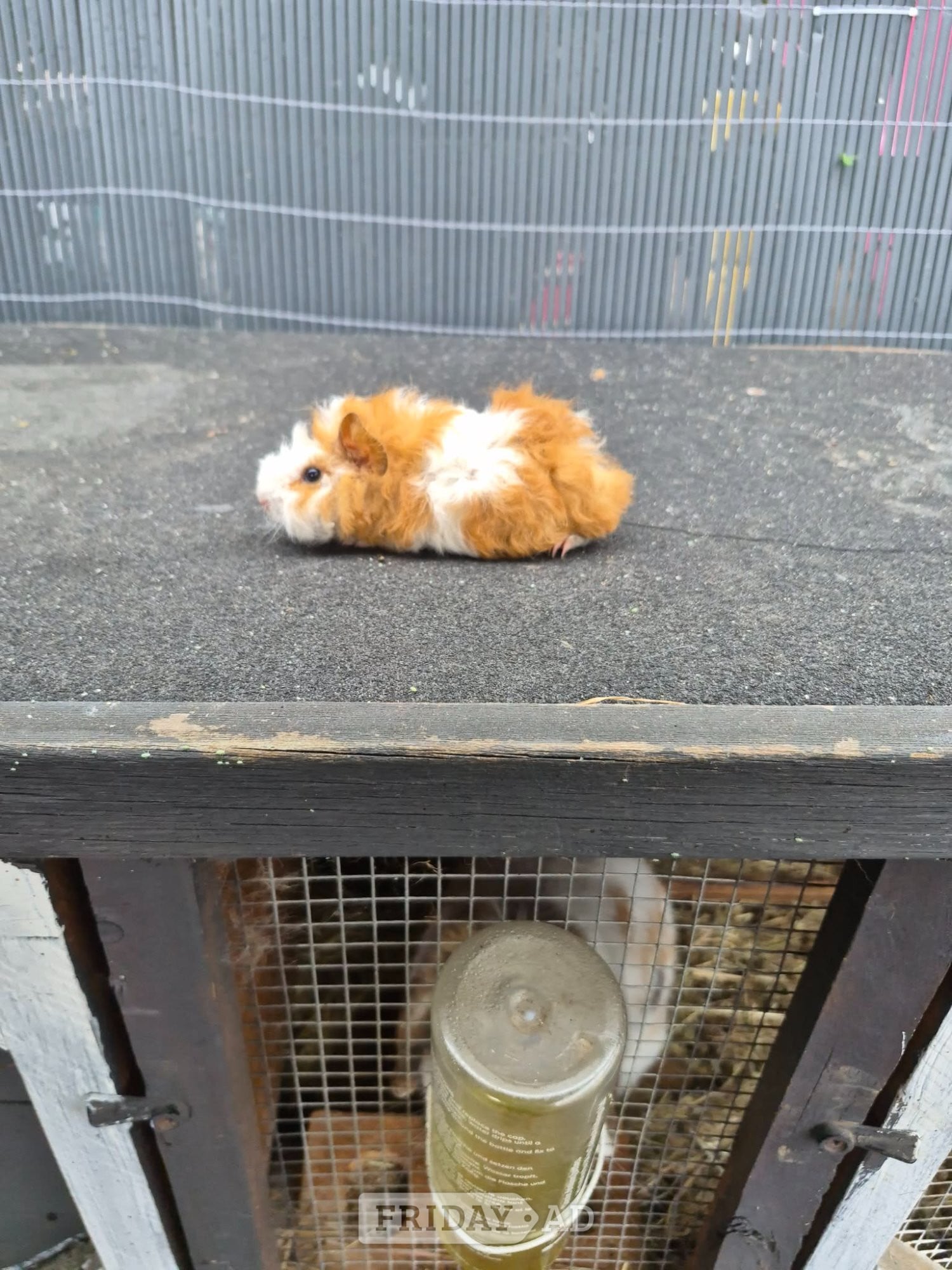 Baby guinea pigs  in Chesterfield