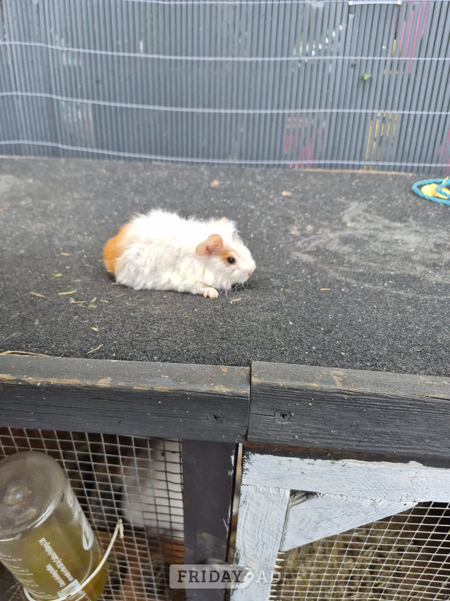 Chesterfield Baby guinea pigs 