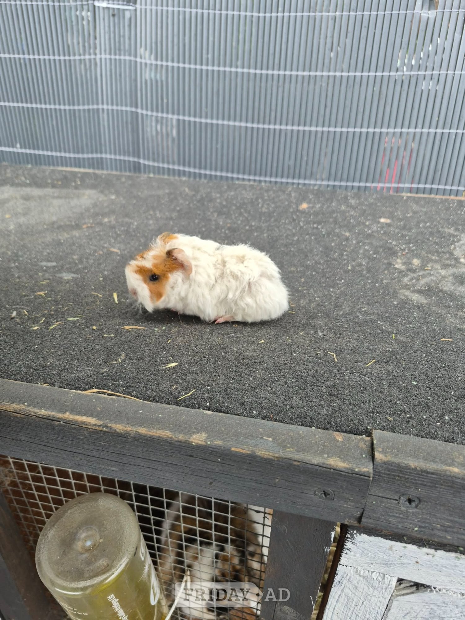 Baby guinea pigs  - Guinea Pigs & Small Furries in Chesterfield