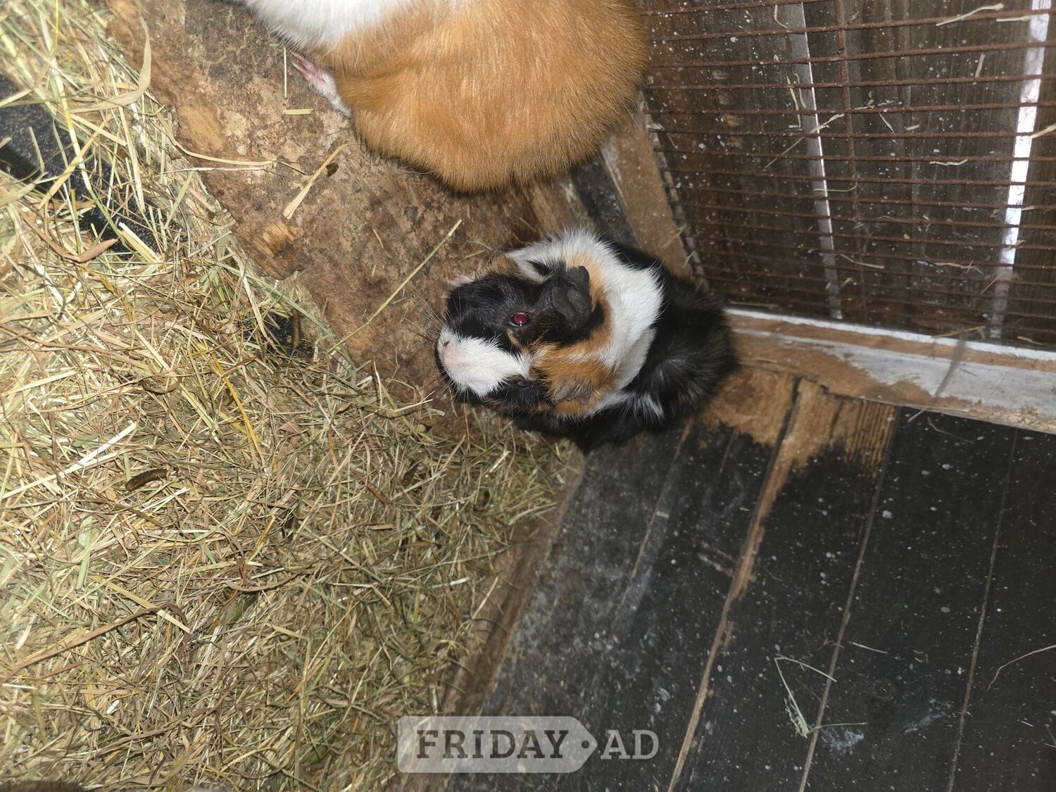 Baby guinea pigs  - Guinea Pigs & Small Furries