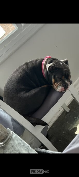 English bulldog x
