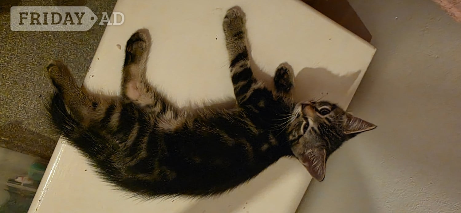 Beautiful, fluffy. Bengal cross, male and female kittens  in Worthing