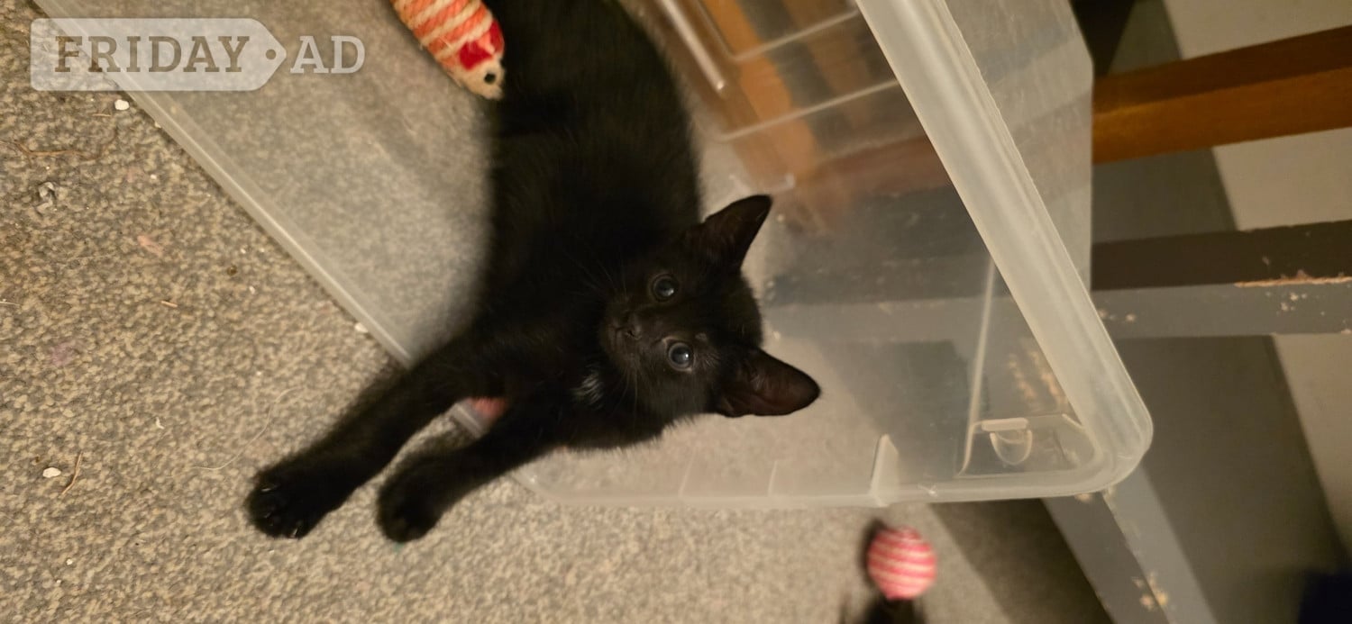 Worthing Beautiful, fluffy. Bengal cross, male and female kittens 