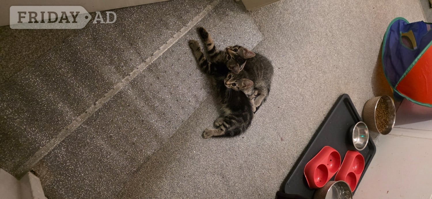 Beautiful, fluffy. Bengal cross, male and female kittens  - Cats & Kittens in Worthing