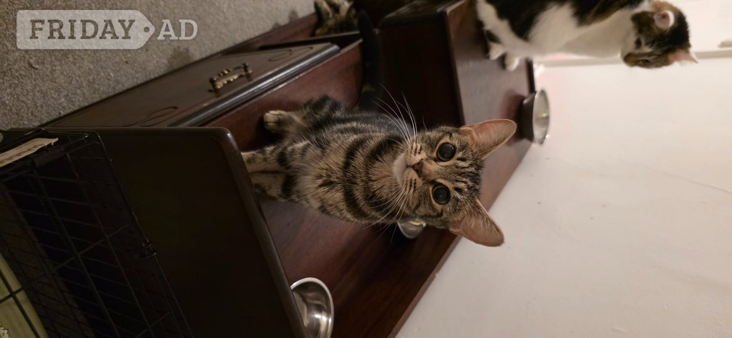 Beautiful, fluffy. Bengal cross, male and female kittens  - Cats & Kittens