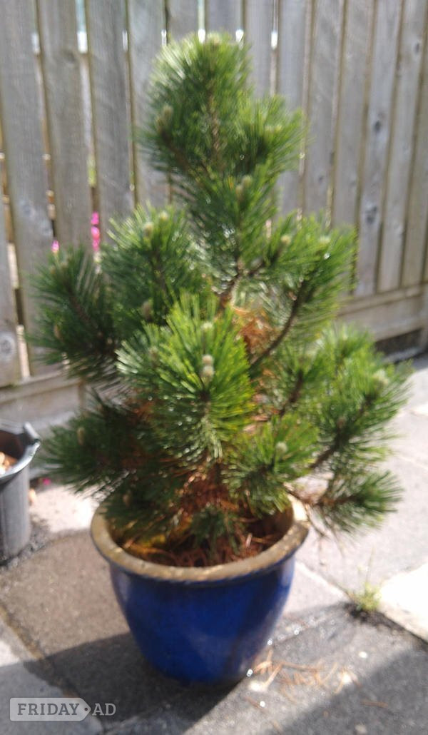 Terracotta Pot Blue Ename plus pine in St. Austell