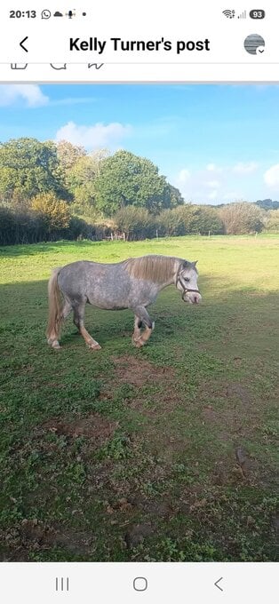 11.2hh Welsh sec a 