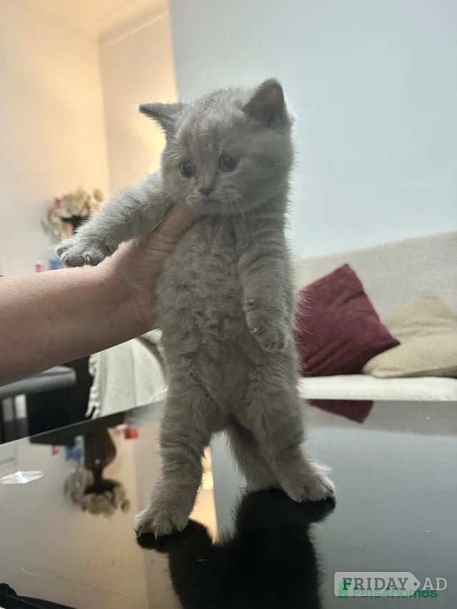 Adorable Tabby Kittens for Sale  in Horsham
