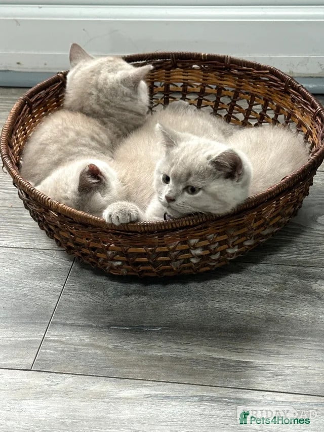 Adorable Tabby Kittens for Sale 