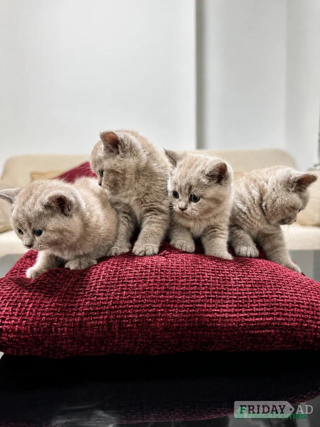 Adorable Tabby Kittens for Sale  - Cats & Kittens in Horsham