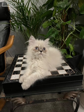 READY NOW SUPER AFFECTIONATE PERSAIN MALE KITTEN 