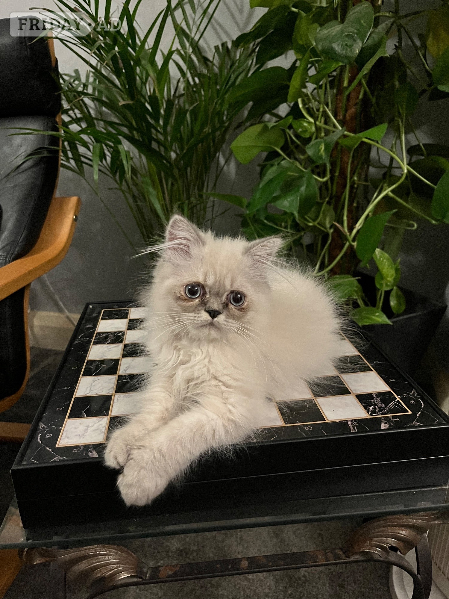 READY NOW SUPER AFFECTIONATE PERSAIN MALE KITTEN 