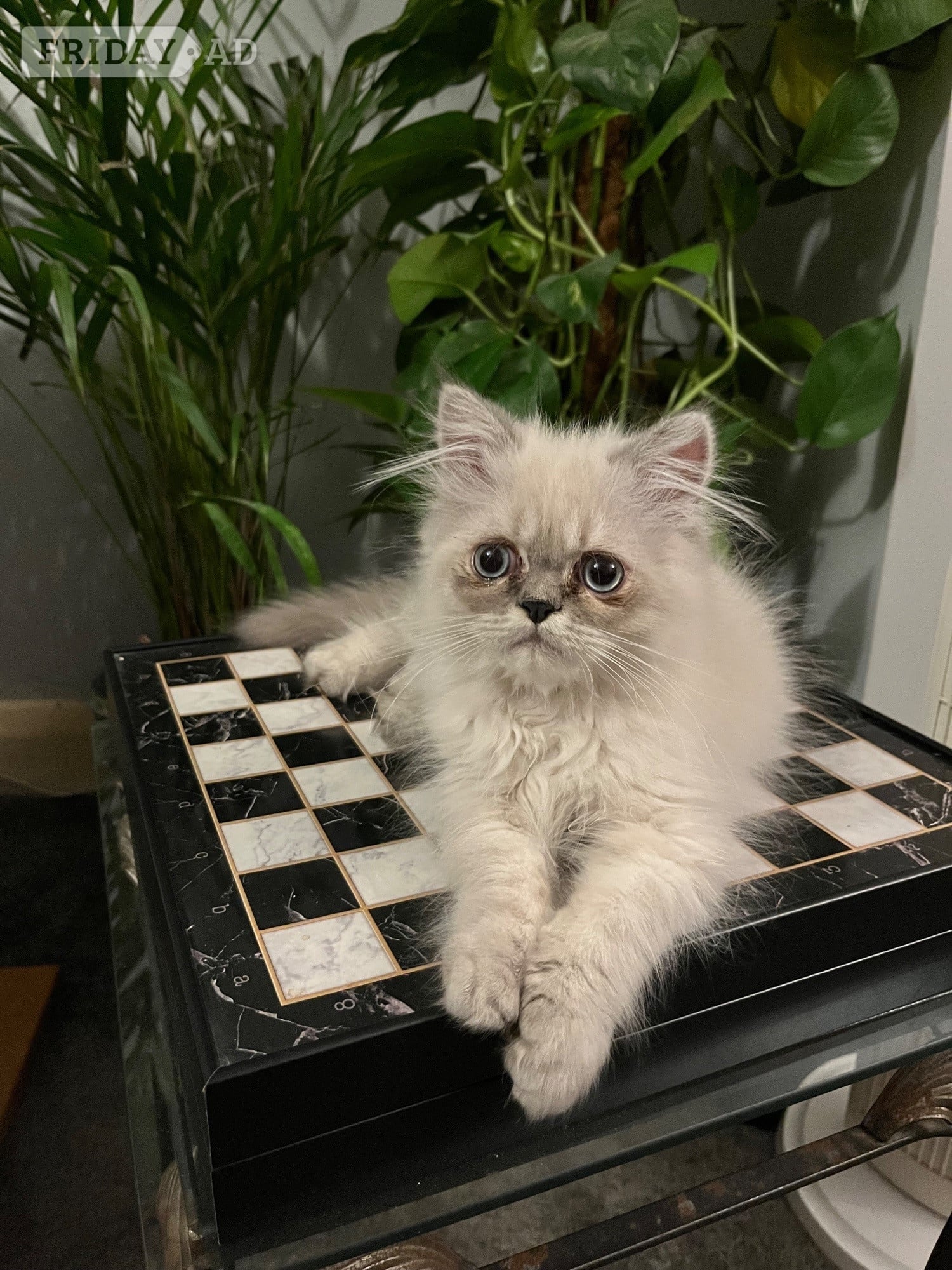 Bromley READY NOW SUPER AFFECTIONATE PERSAIN MALE KITTEN 