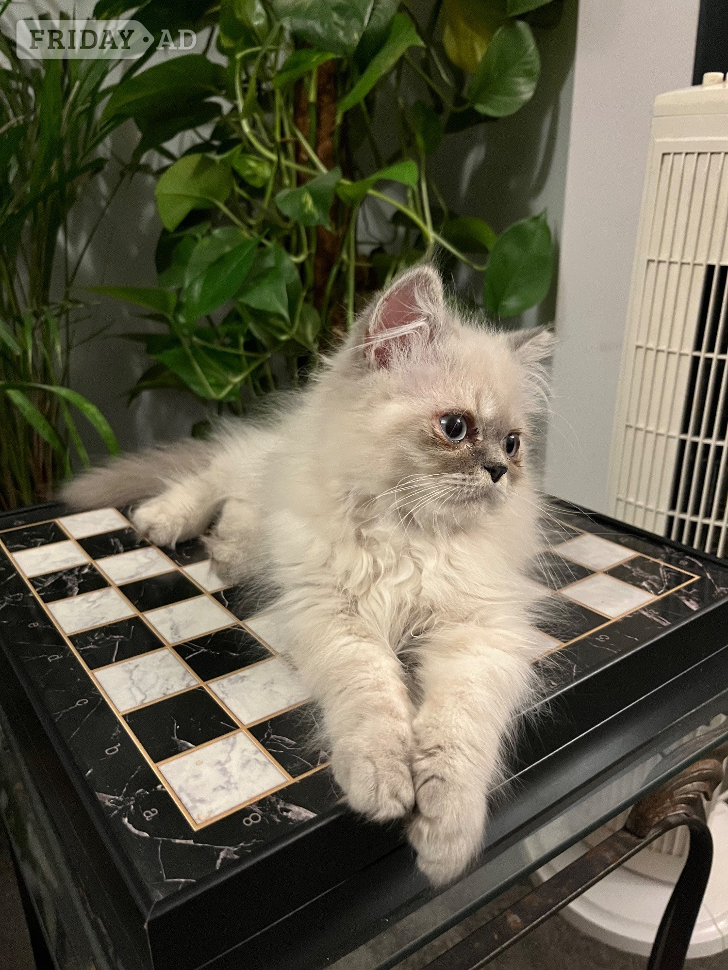 READY NOW SUPER AFFECTIONATE PERSAIN MALE KITTEN  - Cats & Kittens in Bromley