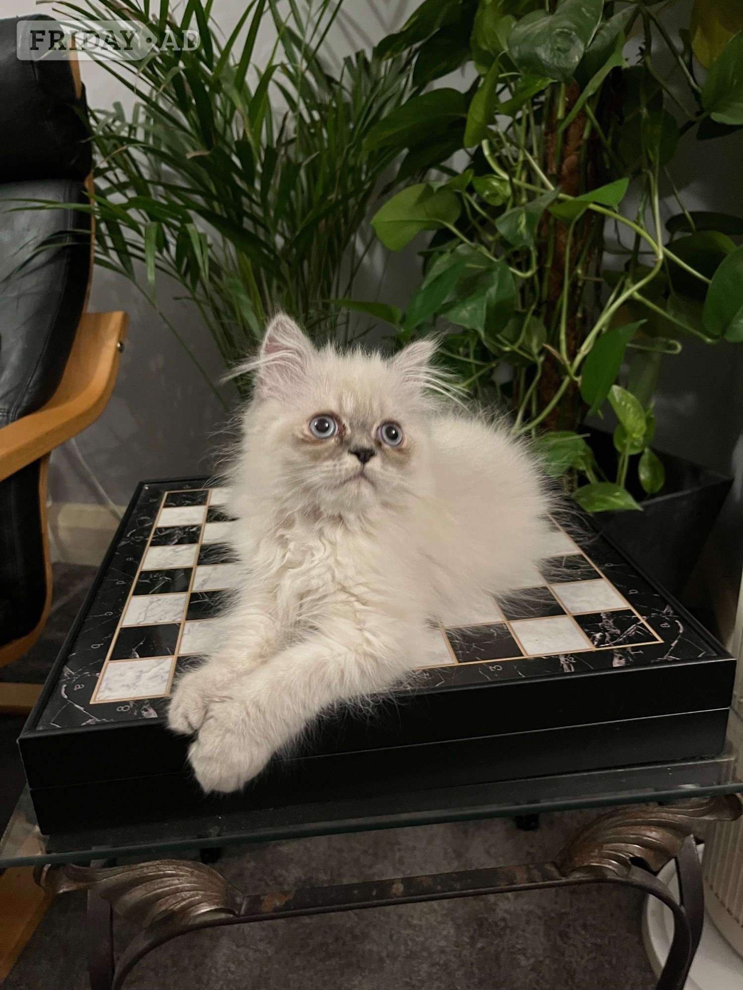 READY NOW SUPER AFFECTIONATE PERSAIN MALE KITTEN  - Cats & Kittens