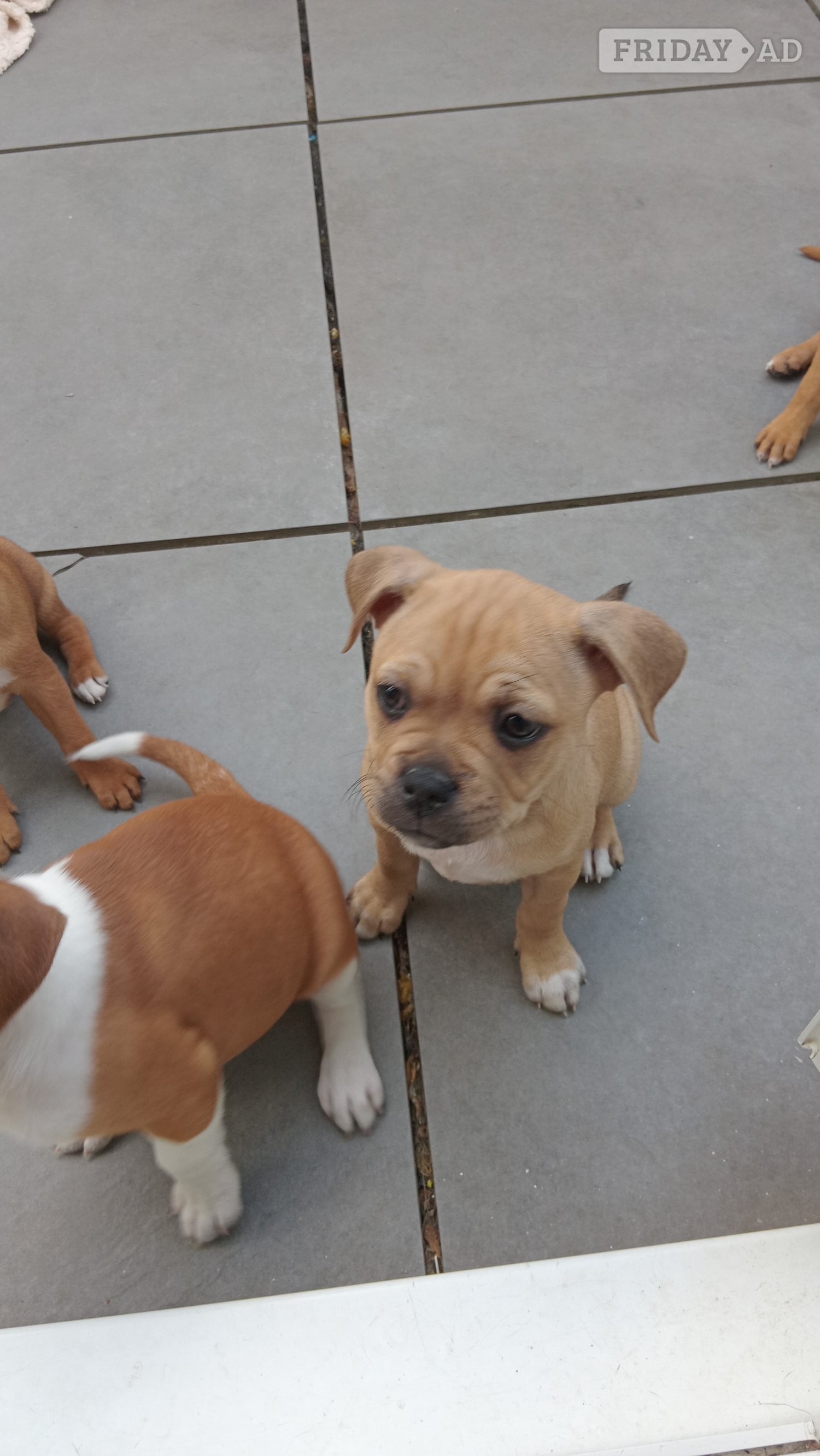 Saffy puppies for sale brighton in Brighton