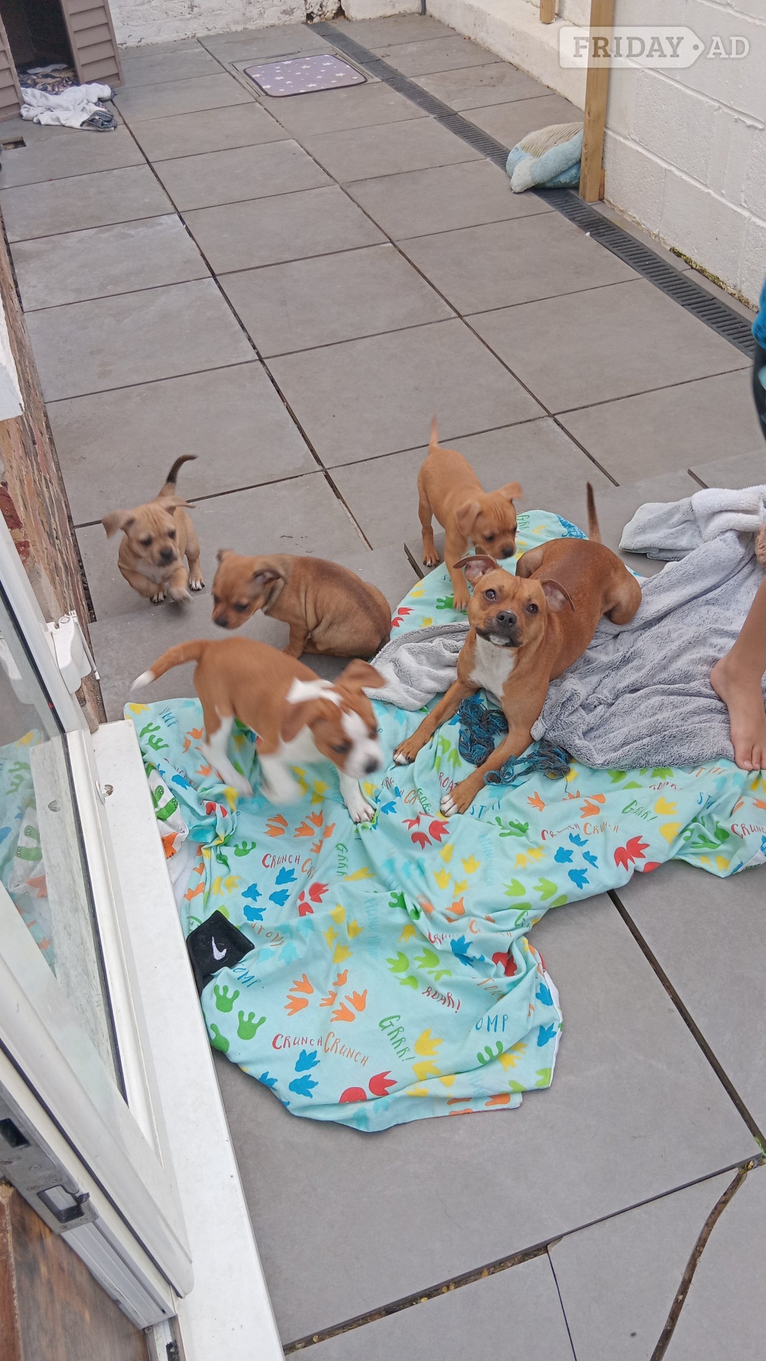 Brighton Saffy puppies for sale brighton