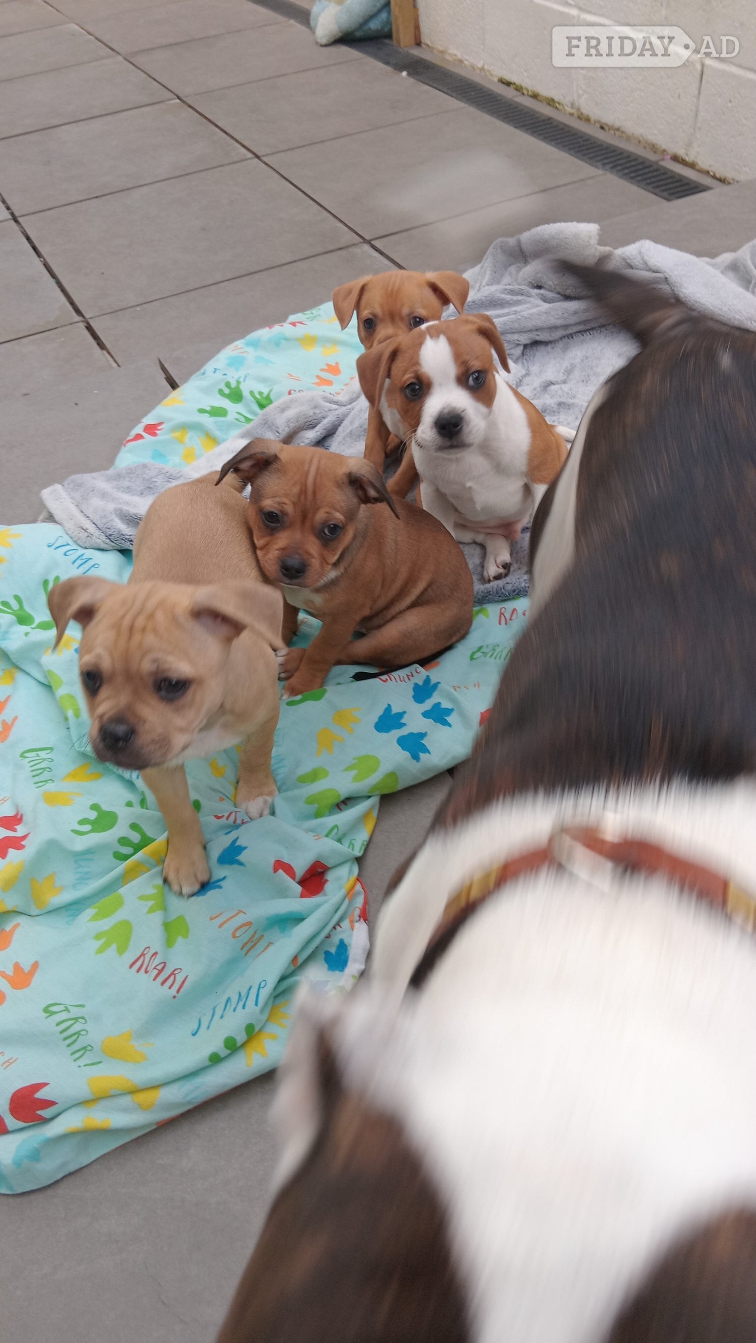 Saffy puppies for sale brighton - Dogs & Puppies in Brighton