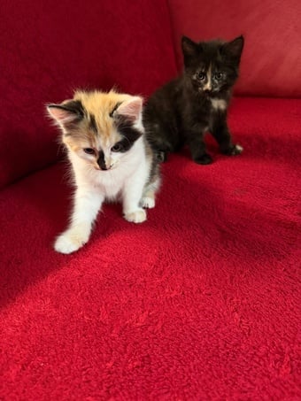 Beautiful Fluffy Kittens - 2 Gorgeous Girls Left! Ready Now 🐾