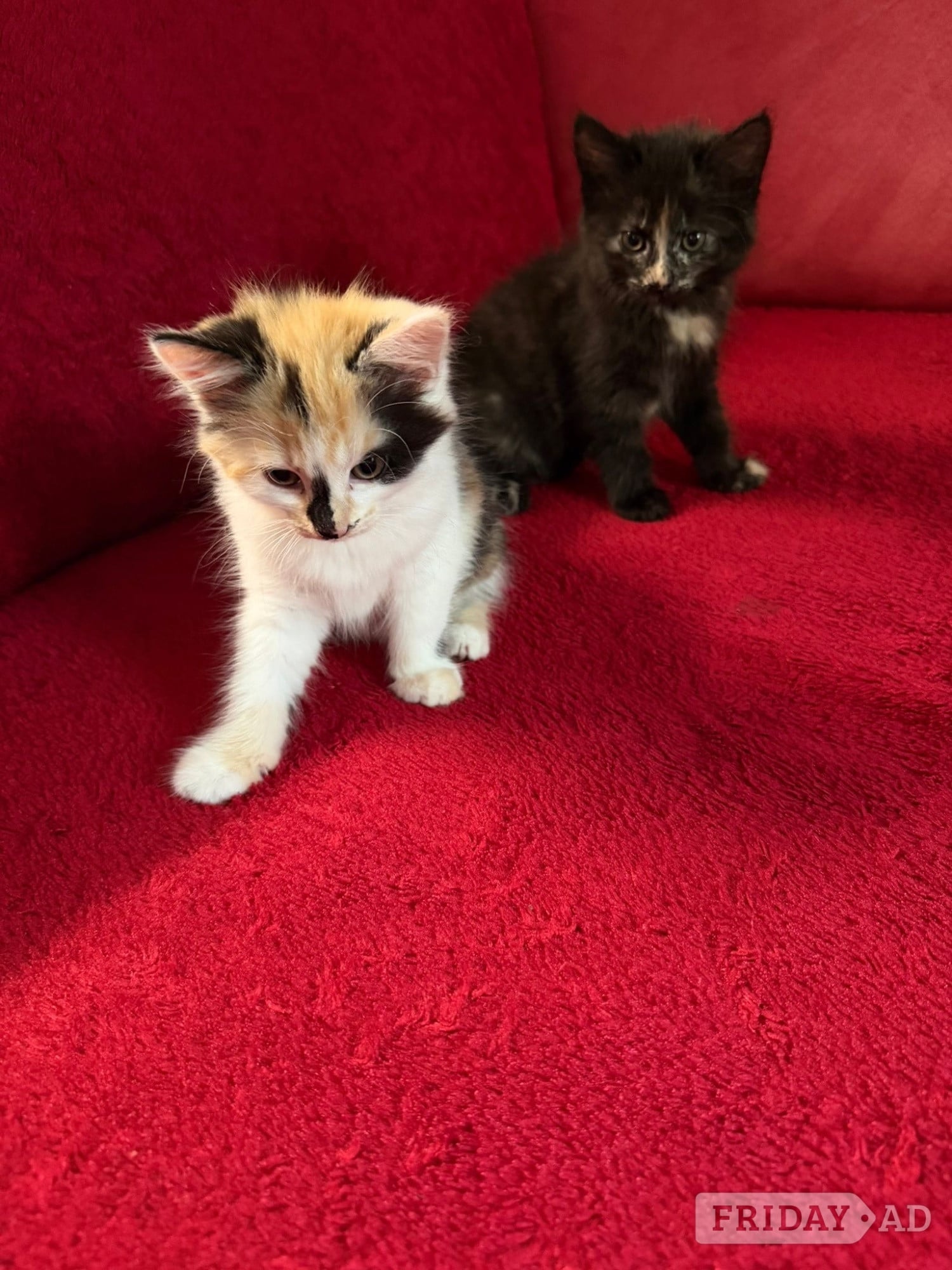Beautiful Fluffy Kittens - 2 Gorgeous Girls Left! Ready Now 🐾 in Hastings