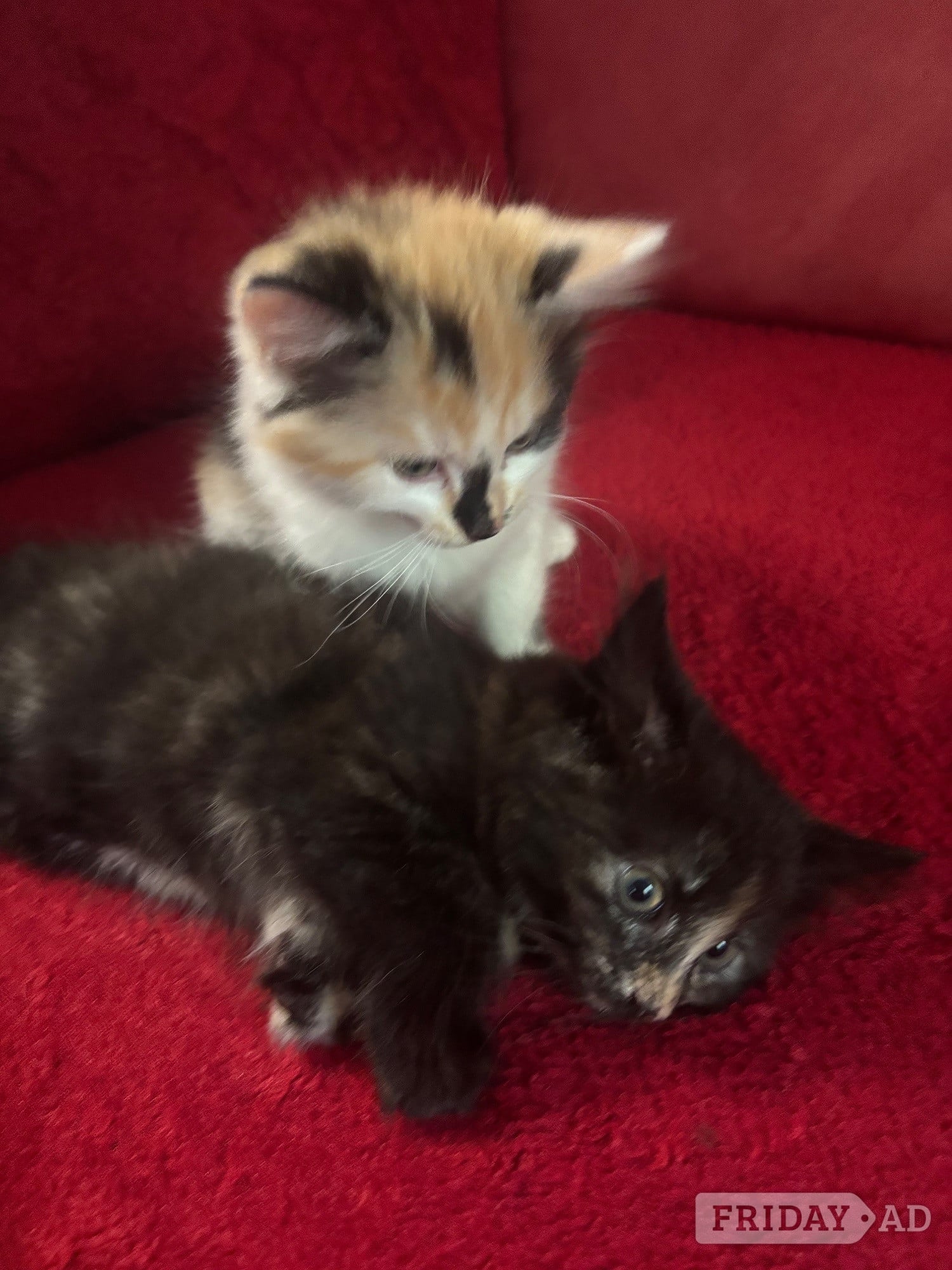 Beautiful Fluffy Kittens - 2 Gorgeous Girls Left! Ready Now 🐾 - Cats & Kittens in Hastings